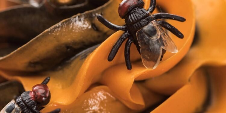 O que significa quando moscas aparecem na sua casa?