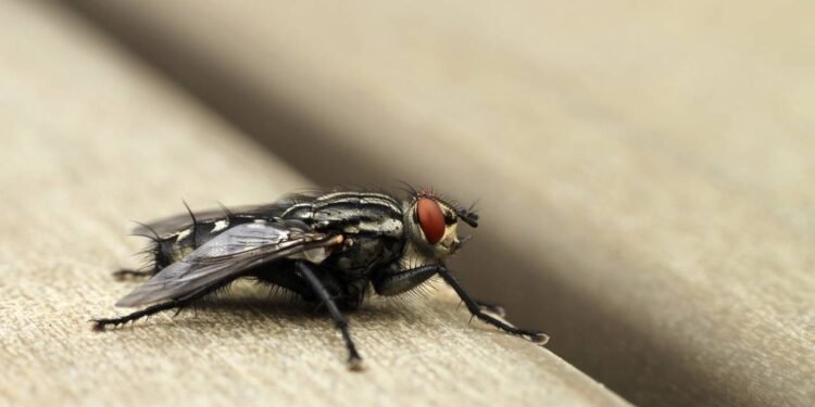 3 truques caseiros para manter sua cozinha livre de insetos