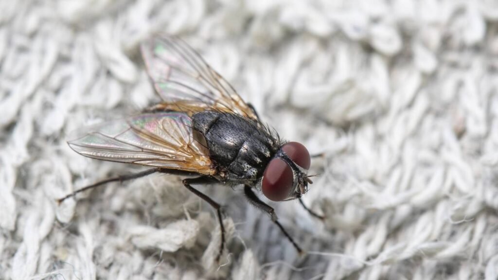 3 truques caseiros para manter sua cozinha livre de insetos