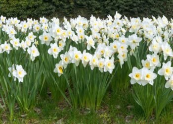A planta que produz flores perfumadas e cresce em qualquer jarro
