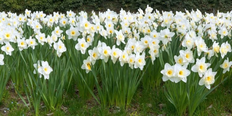 As plantas desempenham um papel significativo na decoração e no ambiente de uma casa - Créditos: depositphotos.com / RobertSchneider