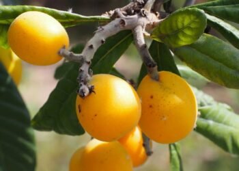 O fruto mais completo da natureza para ajudar e regenerar o fígado