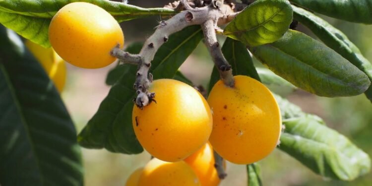 O fruto mais completo da natureza para ajudar e regenerar o fígado