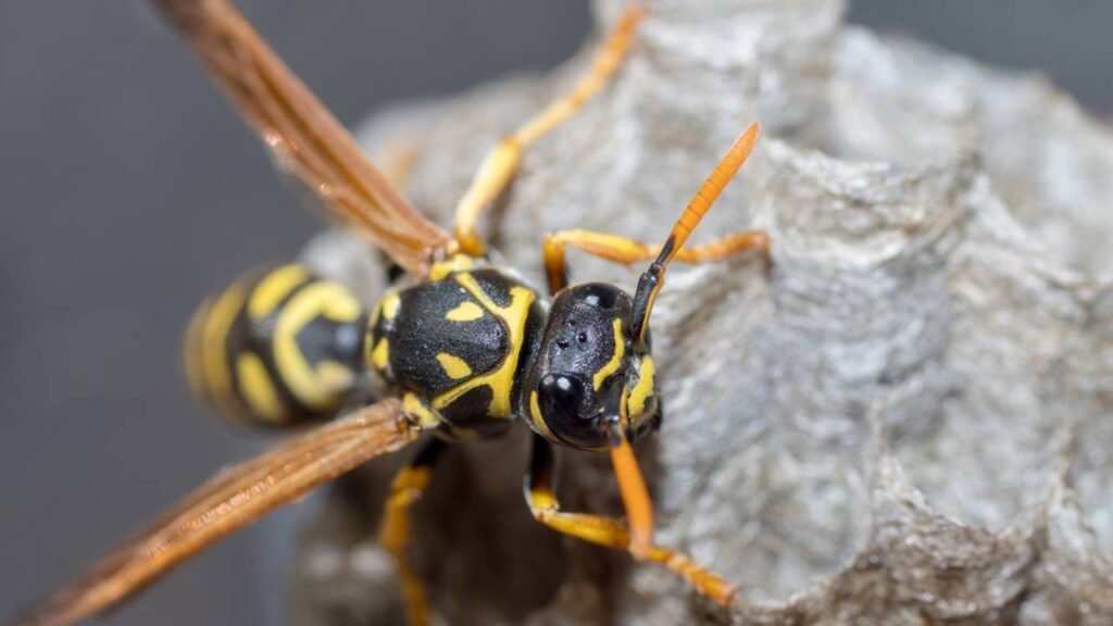 5 sinais de que as vespas estão fazendo ninhos na sua casa