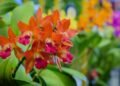 Não basta só regar, como cuidar de orquídeas para ver flores lindas