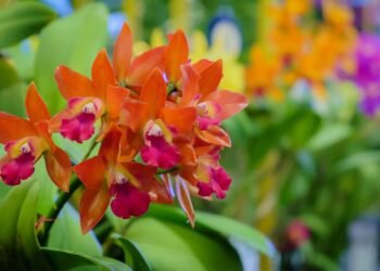 Não basta só regar, como cuidar de orquídeas para ver flores lindas