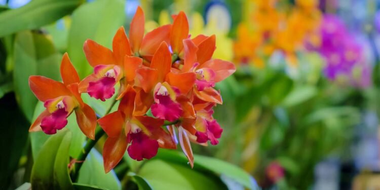 O segredo para estimular a floração é promover uma leve variação térmica entre dia e noite - Créditos: depositphotos.com / Panya7