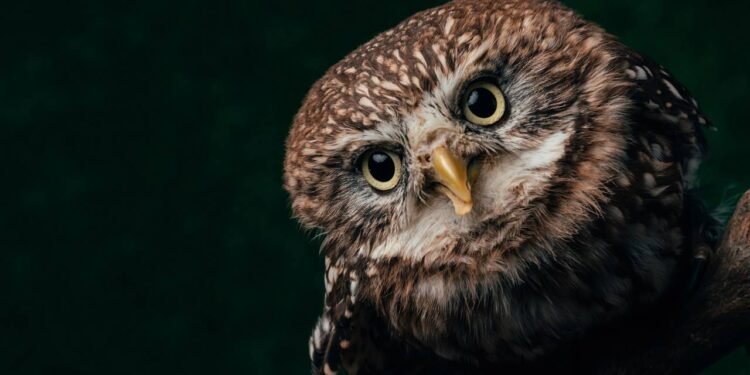 Qual é o seu pássaro, de acordo com a sua data de nascimento