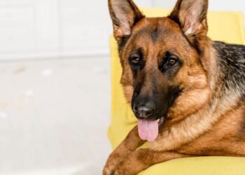 Cães de Guarda: As Raças Mais Indicadas para Proteger a Família