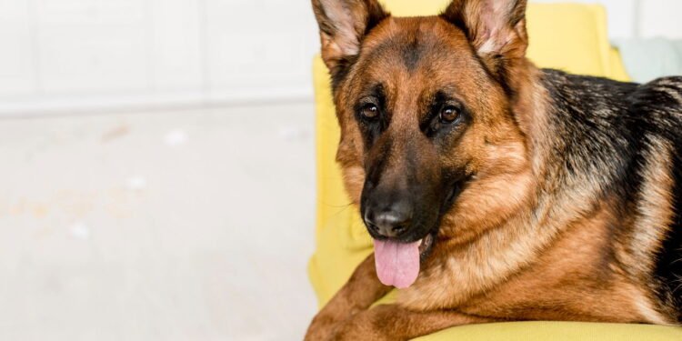 Cães de Guarda: As Raças Mais Indicadas para Proteger a Família