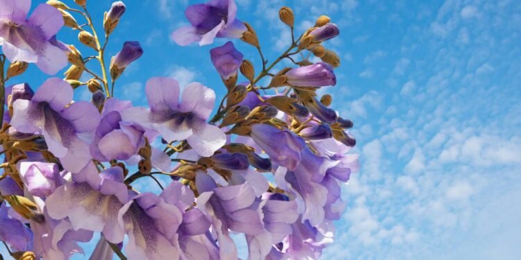 Poucos sabem que essa é a árvore considerada ouro verde e que você pode plantar no seu jardim