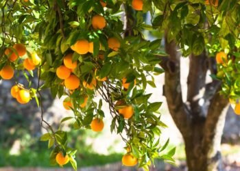 Como identificar se sua laranjeira precisa de mais ou menos água