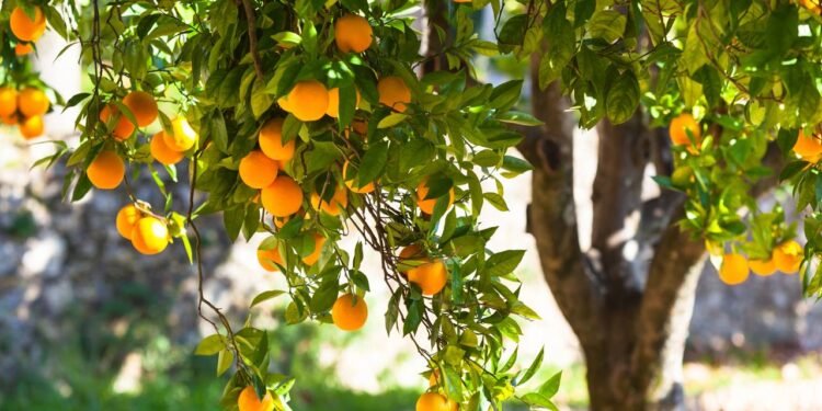 A frequência da rega varia conforme o estágio de vida da laranjeira, clima, tipo de solo e exposição solar - Créditos: depositphotos.com / dvoevnore