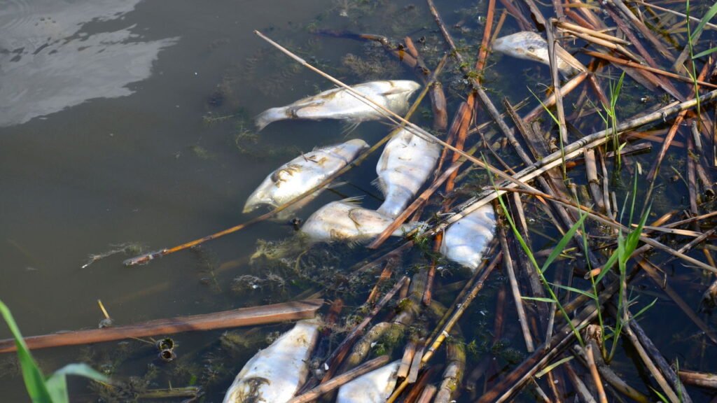 E se colocássemos um peixe em água com gás?