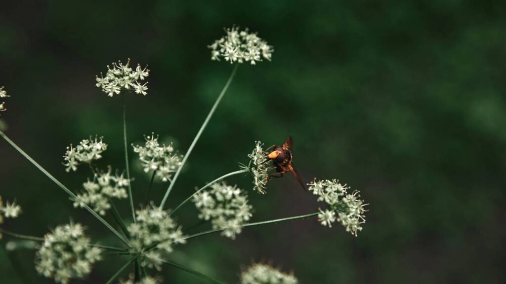 O que significa quando percevejos aparecem na sua casa?