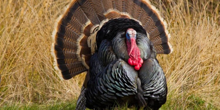 Qual é o feminino de perua segundo a língua portuguesa