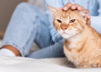 O que os gatos sentem quando você os acaricia por muito tempo, segundo veterinários