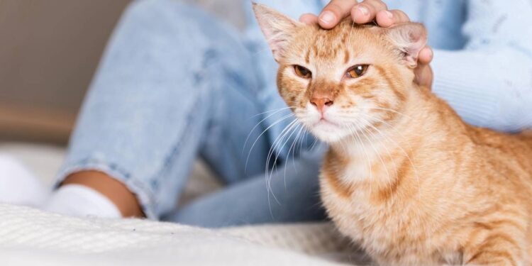 O que os gatos sentem quando você os acaricia por muito tempo, segundo veterinários