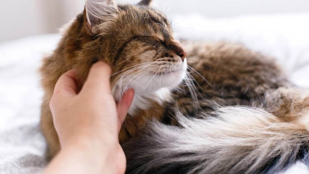 O que os gatos sentem quando você os acaricia por muito tempo, segundo veterinários