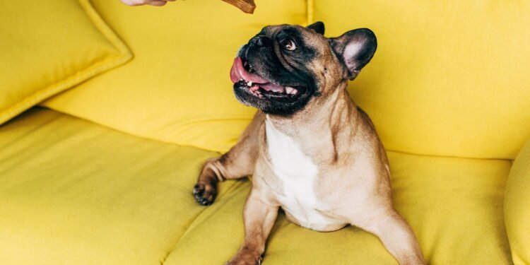 Este petisco comum e amado para cães pode destruir os dentes do seu animal de estimação