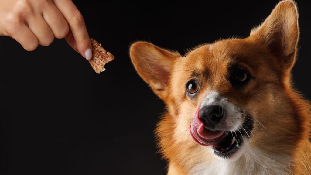 Este petisco comum e amado para cães pode destruir os dentes do seu animal de estimação