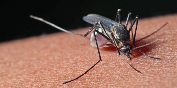 A única coisa que você nunca deve fazer se for picado por um mosquito