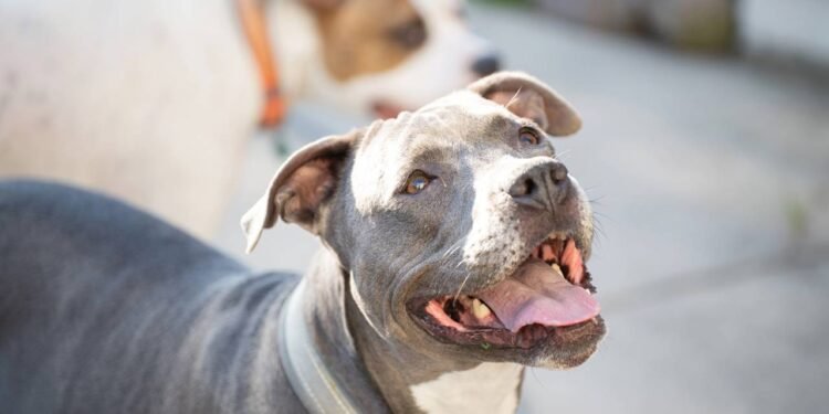 Nem Pit Bull nem Doberman: a raça de cachorro que não deve ser adotada por ser muito agressiva, segundo um veterinário.