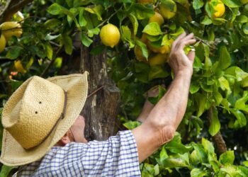 Passo a passo para germinar sementes de limão e ter sua própria muda  em 2026