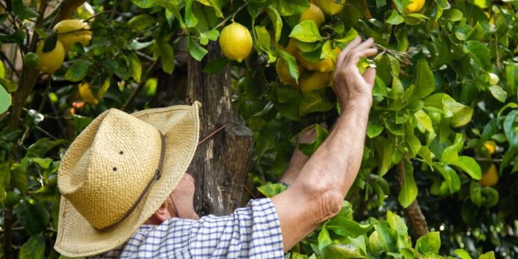 No início, o limoeiro apresentará folhas jovens e raízes firmes nas primeiras semanas após a germinação - Créditos: depositphotos.com / carballo
