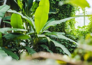 A planta que atrai abundância em casa e é ideal para plantar em outubro