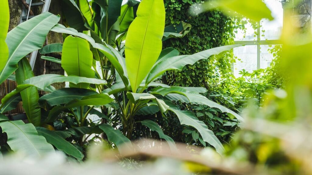 As 4 plantas que ajudam a reduzir o estresse e melhorar o humor