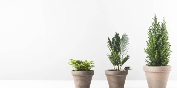 O que significa para a planta dólar florescer em sua casa, de acordo com o Feng Shui