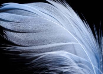 O que significa encontrar uma pena dentro de sua casa, de acordo com a espiritualidade