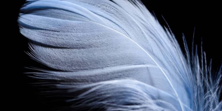 O que significa encontrar uma pena dentro de sua casa, de acordo com a espiritualidade