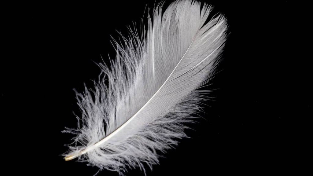 O que significa encontrar uma pena dentro de sua casa, de acordo com a espiritualidade