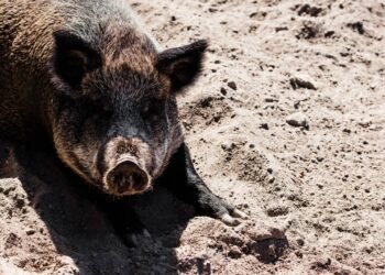 O primeiro transplante de fígado de porco para humano mantém o paciente vivo por meses