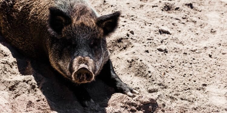 O primeiro transplante de fígado de porco para humano mantém o paciente vivo por meses
