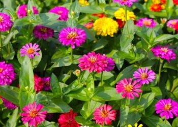 A flor que quase não precisa de rega e enche a casa de cor