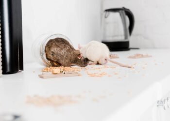 Essa é a forma mais segura de afastar ratos sem veneno em casa