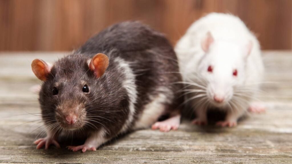Essa é a forma mais segura de afastar ratos sem veneno em casa