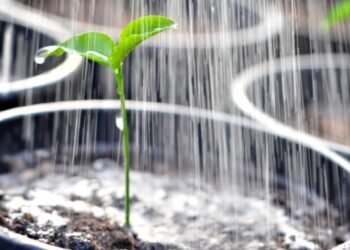 Quanta água é necessária para regar adequadamente uma planta, segundo um especialista