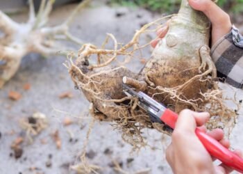 Dicas para podar sua rosa do deserto corretamente e estimular brotos novos