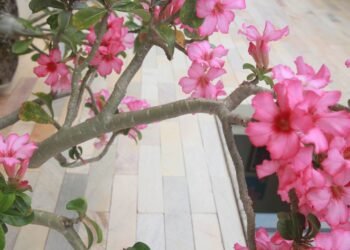 A flor que desafia o deserto e conquista quem aprende a cuidar dela