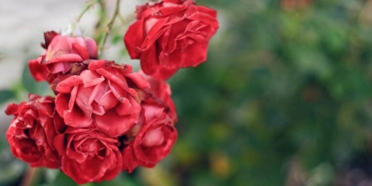 Para manter a energia do ambiente sempre renovada - Créditos: depositphotos.com / AnoushkaToronto