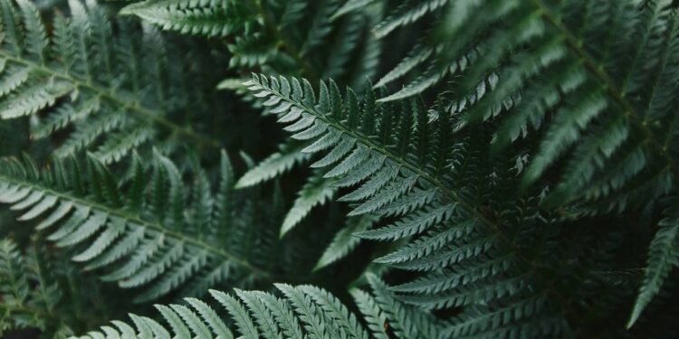 A planta que atrai prosperidade e se adapta a qualquer lugar