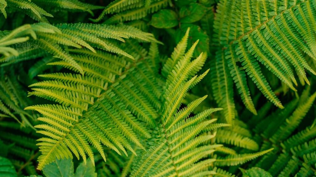 A planta que atrai prosperidade e se adapta a qualquer lugar