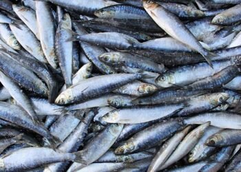 Sardinhas vs. Atum: Quais são as diferenças?