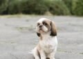 Você tem um shih-tzu dramático em casa? Saiba reconhecer os sinais