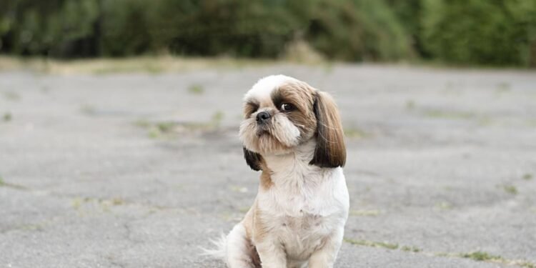 Você tem um shih-tzu dramático em casa? Saiba reconhecer os sinais