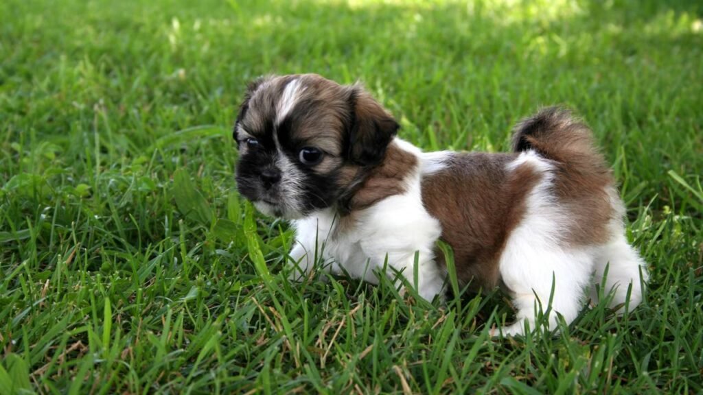 Você tem um shih-tzu dramático em casa? Saiba reconhecer os sinais